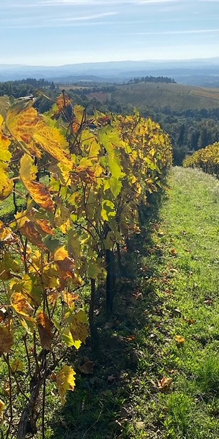 Vineyards at Brolio