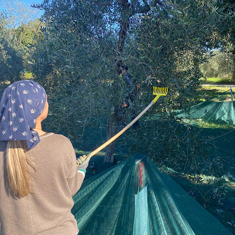 Olive Harvest Chianti