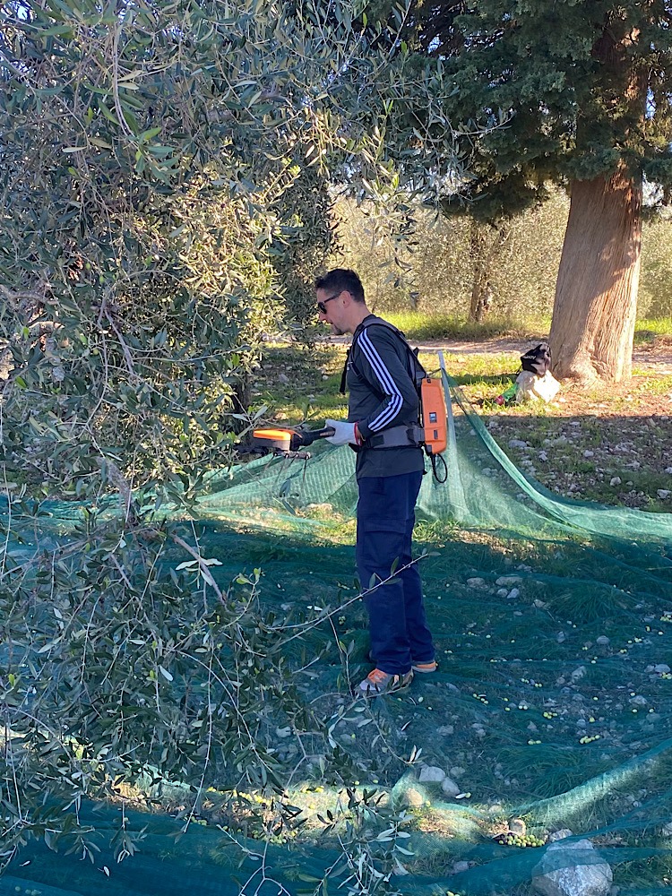 We’ve seen pickers carefully combing through the trees with mechanical rakes, dislodging the olives, which land on the large, green tarps at the base of the tree. Next, they are bundled into trailers and whisked away for pressing. Timing is crucial, as the olives need to be pressed within 24 hours of harvest, to preserve the flavours.